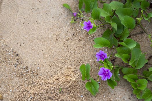 Goat's foot creeper or beach morning glory on sand