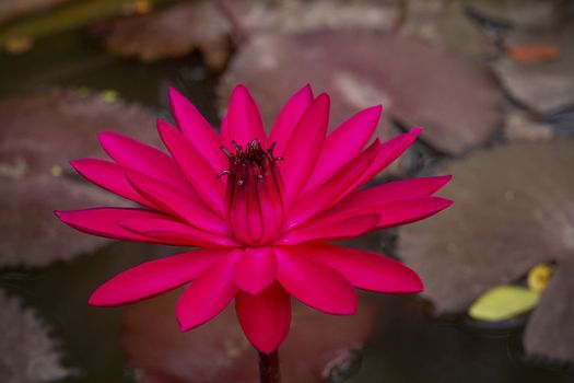 Close up lotus blossom blooming in pond