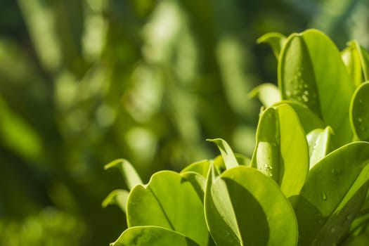 Close up of leaf and green background