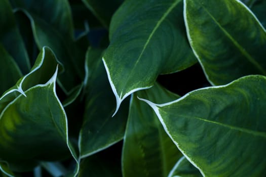 Close up of green leaf texture for background