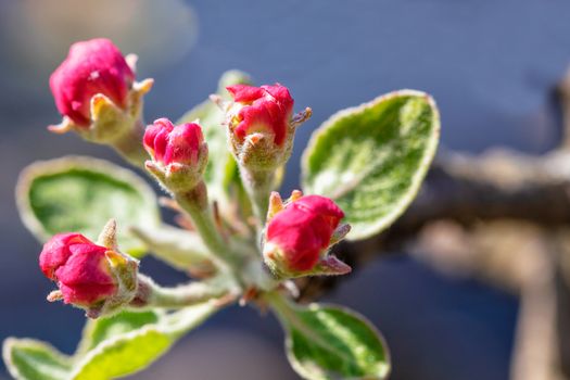 Red closed buds of inflorescence of an apple tree with green velvet leaves in blur on a blue background in sunlight.