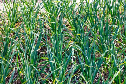 Green stems of young garlic grow on a garden bed of infield on a sunny day.