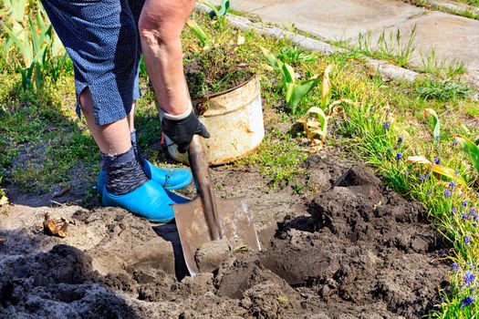 Using a shovel, the farmer digs the earth and cleans it of weeds in the garden on a clear spring day.