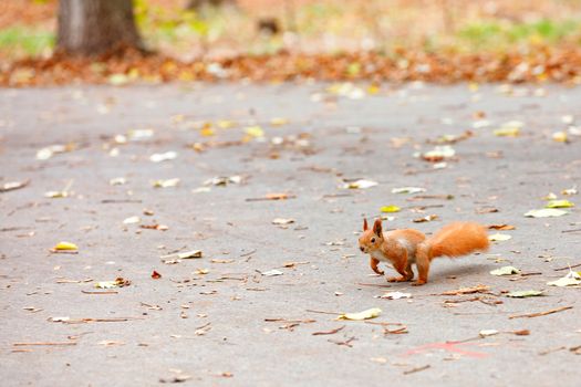 The fluffy orange squirrel carefully peers into the distance for refreshments and prepares to jump on the park's autumn path, place for text.