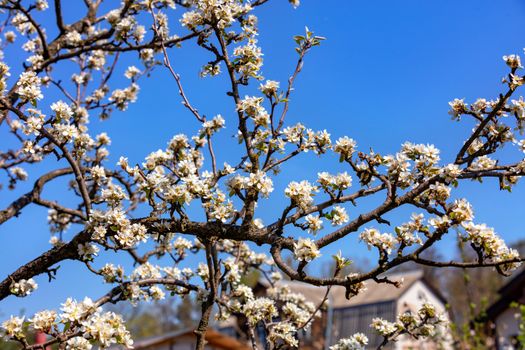Delicate snow-white petals of an apple tree flower in a spring garden against a blue sky and a house roof in blur, selective focus.
