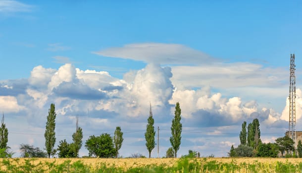 Lush white-gray clouds are beautifully located in the blue sky above the wheat field in the blur of a yellow field, lonely poplars on the horizon and the communication tower I edge the frame.