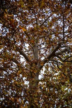 big tree in autumn at terni walk