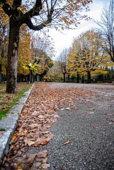 strde with autumn leaves at the park