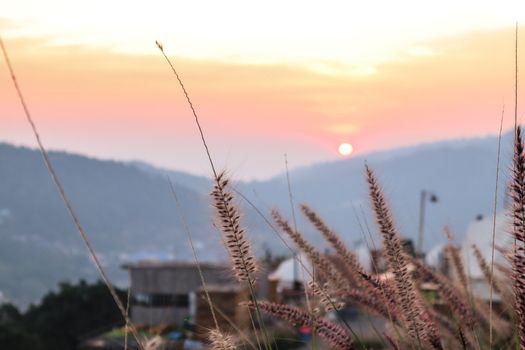Wild spicas with mountains scenery sunset view as a background