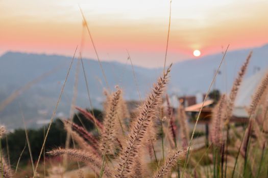 Wild spicas with mountains scenery sunset view as a background