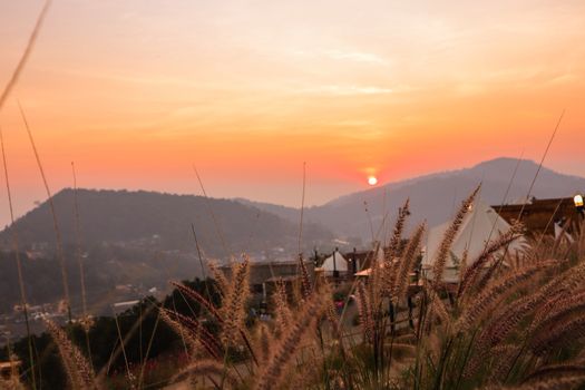 Wild spicas with mountains scenery sunset view as a background