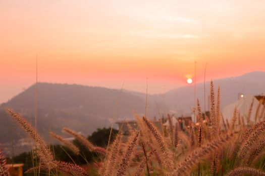 Wild spicas with mountains scenery sunset view as a background