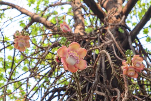 Shorea robusta, the sal tree, is a species of tree in the family Dipterocarpaceae