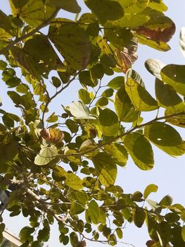 medium green leaves in a sky