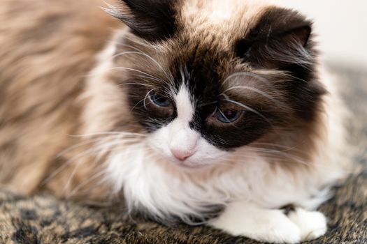 sad brown cat face with blue eyes close-up, banner for a veterinary clinic. The concept of care and assistance.