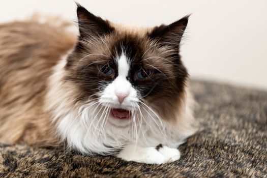 Surprised furry cat on a brown background