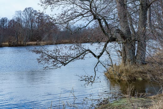 leafless alder tree in spring on the river bank with branches inclined towards the water