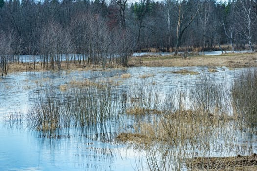 field with last year's grass and small trees flooded with water during the spring flood of rivers