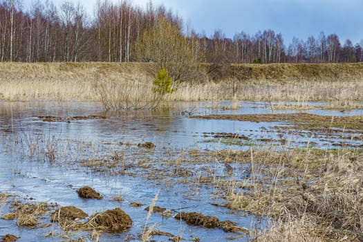 field with last year's grass and small trees flooded with water during the spring flood of rivers