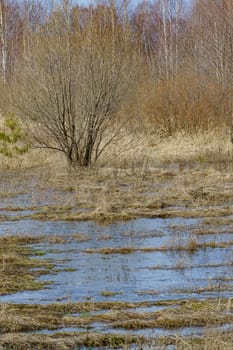 field with last year's grass and small trees flooded with water during the spring flood of rivers