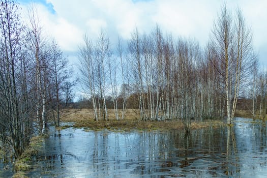 field with last year's grass and small trees flooded with water during the spring flood of rivers