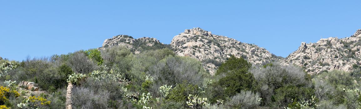 landscape with rocks and flowers and plants like cactus on the italian island sardinia also called sardega