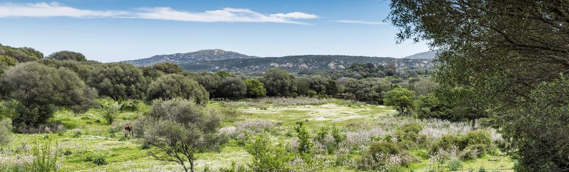 Sardinia landscape with flowers in april and a horse grazing in the green grass near the costa emeralda