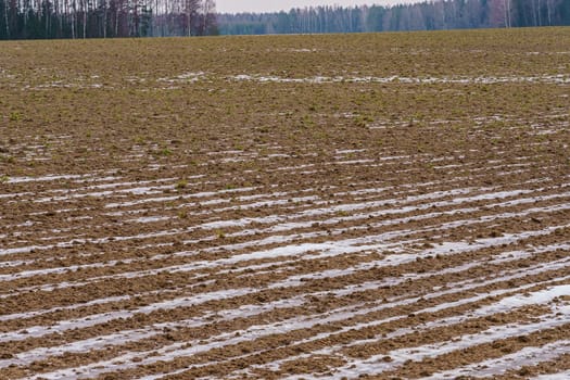 Plowed field against the background of the forest at the beginning of winter, with a little snow