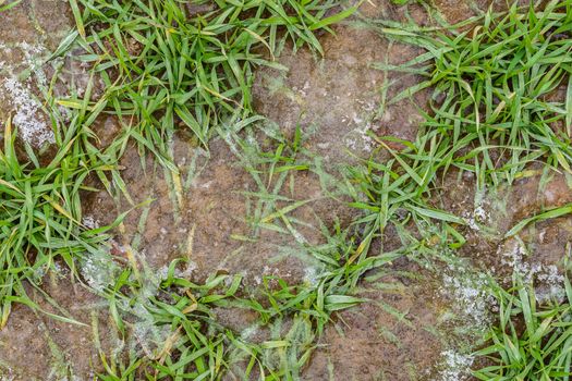 Sprouts of winter barley in the field, frozen in ice, top view. Early winter