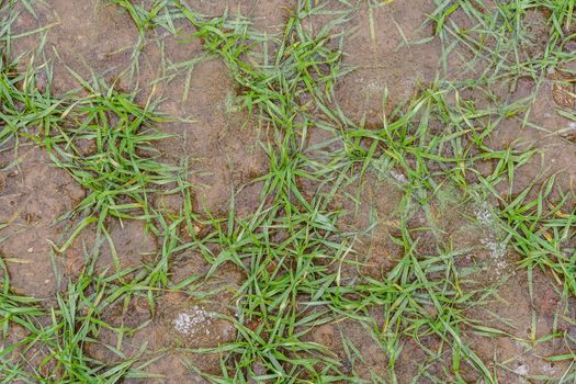 Sprouts of winter barley in the field, frozen in ice, top view. Early winter