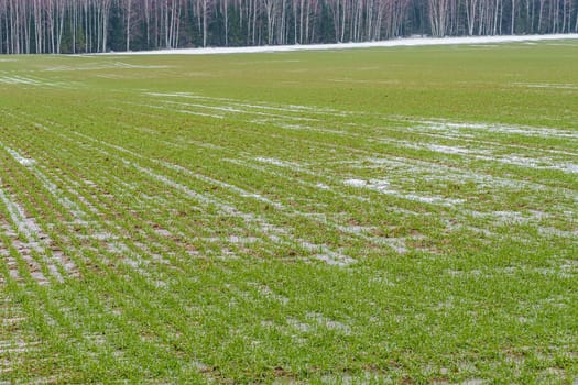 field with green sprouts of winter barley, with ice and snow in early winter