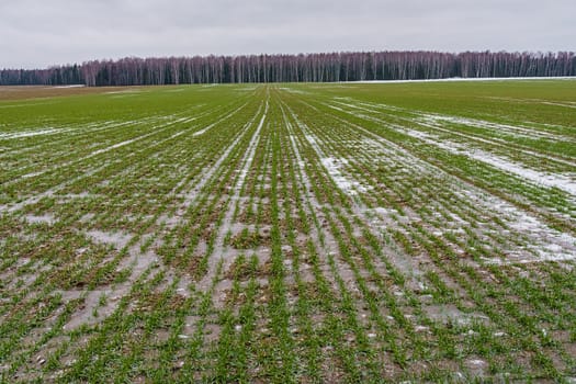 field with green sprouts of winter barley, with ice and snow in early winter