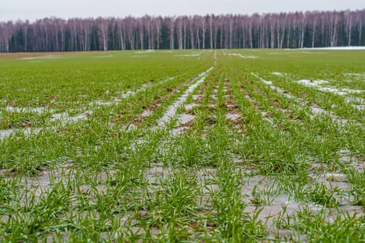 field with green sprouts of winter barley, with ice and snow in early winter