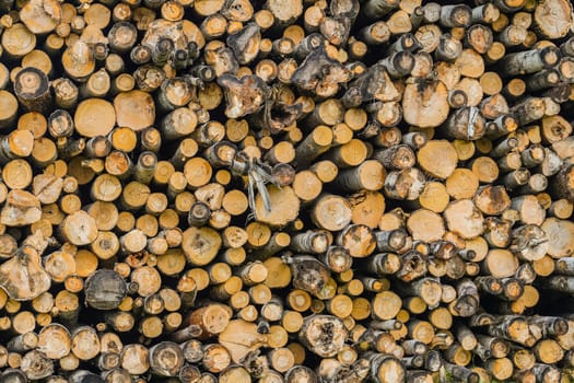A pile of logs. Stack. Logs prepared for processing at a sawmill from the end part.