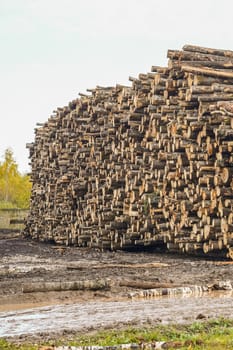 A pile of logs. Stack. Logs prepared for processing at a sawmill.