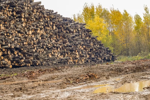 A pile of logs. Stack. Logs prepared for processing at a sawmill.