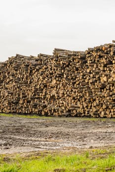 A pile of logs. Stack. Logs prepared for processing at a sawmill.