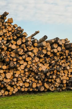 A pile of logs. Stack. Logs prepared for processing at a sawmill.