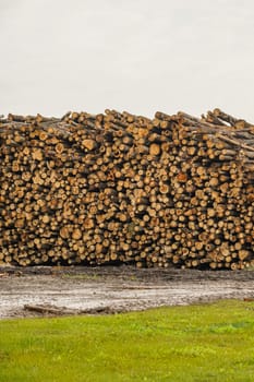 A pile of logs. Stack. Logs prepared for processing at a sawmill.