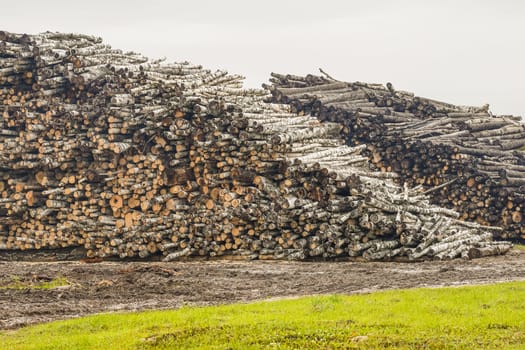 A pile of logs. Stack. Logs prepared for processing at a sawmill.