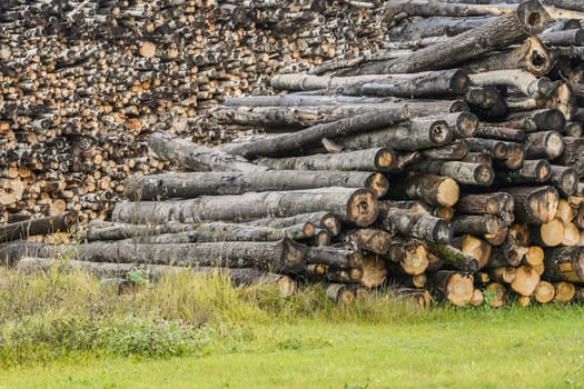 A pile of logs. Stack. Logs prepared for processing at a sawmill.