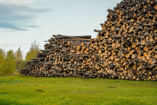 A pile of logs. Stack. Logs prepared for processing at a sawmill.