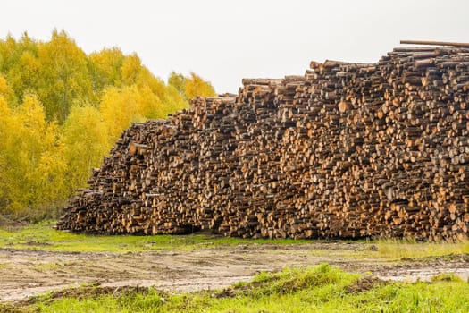 A pile of logs. Stack. Logs prepared for processing at a sawmill.