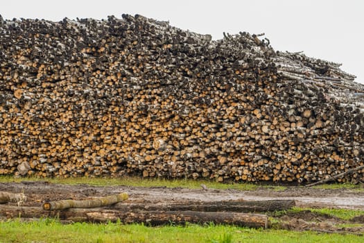 A pile of logs. Stack. Logs prepared for processing at a sawmill.