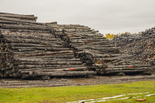 A pile of logs. Stack. Logs prepared for processing at a sawmill.