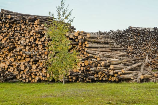 A pile of logs. Stack. Logs prepared for processing at a sawmill.