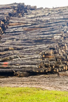 A pile of logs. Stack. Logs prepared for processing at a sawmill.