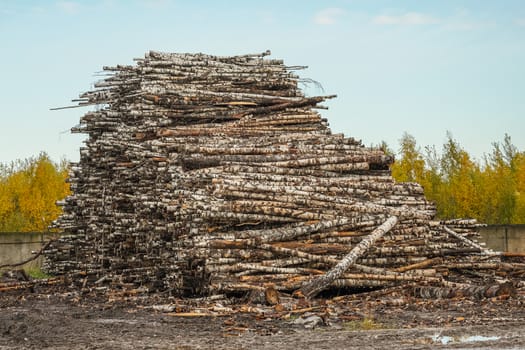 A pile of logs. Stack. Logs prepared for processing at a sawmill.