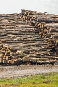 A pile of logs. Stack. Logs prepared for processing at a sawmill.