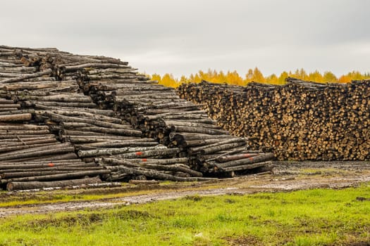 A pile of logs. Stack. Logs prepared for processing at a sawmill.